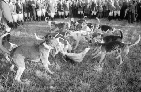 Par force hunt in Salzburg 1965 (b/w photo)