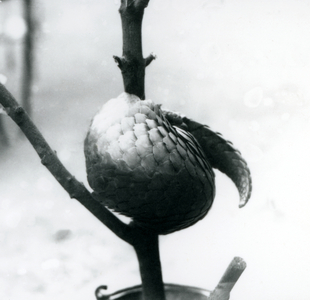 A critically endangered Chinese Pangolin resting, curled around a vertical branch, London Zoo, July 1925 (b/w photo)