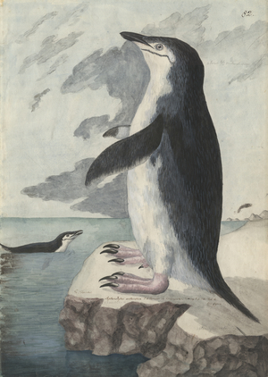 Pygoscelis antarcticus