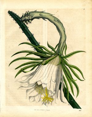 Blooming Queen of the Night (hand-coloured litho)