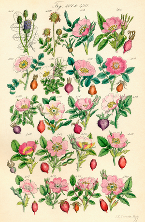 Page of colour illustrations from British Wild Flowers after a work by J. E. Sowerby and C. P. Johnson
