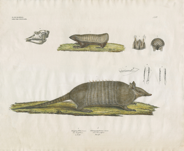 Armadillos with skull and dental structures (hand-coloured litho)