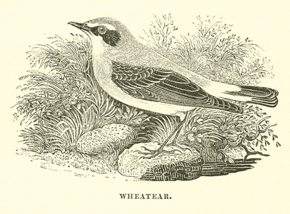 Wheatear (engraving)