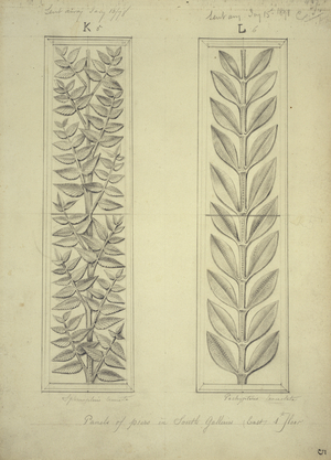 Plants design
