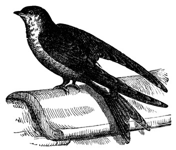 Martin