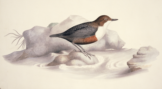 Cinclus cinclus