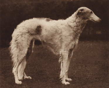 Dogs: The Borzoi (b/w photo)