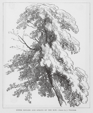 Upper Boughs and Sprays of the Elm (litho)