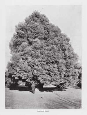 Camphor Tree (b/w photo)