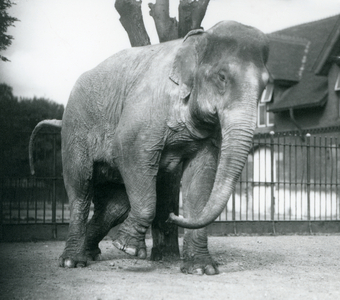 An Asian Elephant scratching itself against a dead tree, London Zoo, 1928 (b/w photo)
