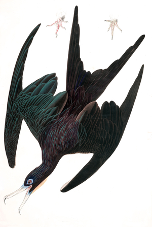 Frigate Pelican, Tachypetes Aquilis, from "The Birds of America" by John J. Audubon, pub. 1827-38 (hand coloured engraving)