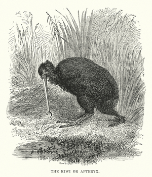 The kiwi or Apteryx (engraving)