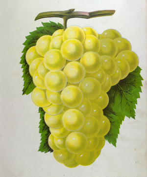 Wine Grapes, Vine, Agriculture, Fruit, Food and Drink, Grape, Plant, Ripe, Season, Natural, Viticulture, Seasonal, Taste, Juicy, Organic, 19th Century, 1800s, 1900s, Fruits, White Grapes, Liszt Gourmet Archive