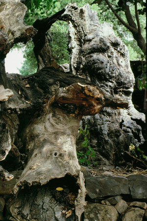 The 1000 year old oak tree in the sanctuary of Dan, Israel (photo)