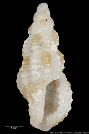 Pleurotoma (Drillia), 1895 (shell)