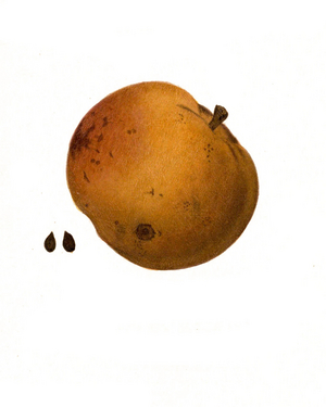 Apple of the Northern Sweet variety, digitally restored reproduction, 19th century
