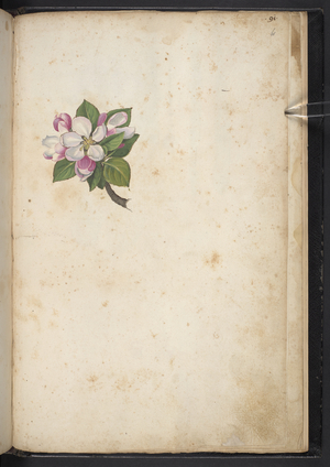 Add MS 22333 f61r, Blossom, from 'Paintings of flora of the Roman States', c.1564-84 (w/c & gouache on paper)