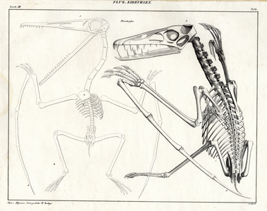 Skeleton of a Pterosaur Fossil (print)