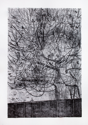 Winter Fig, 2021 (monoprint on paper)
