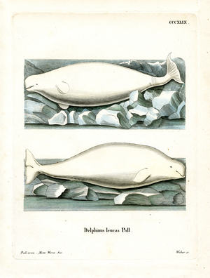 White Whale (coloured engraving)
