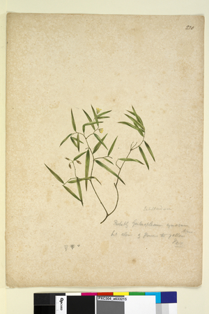 Page 230. Geitonoplesium cymosum, c.1803-06 (watercolour, pen, ink and pencil)