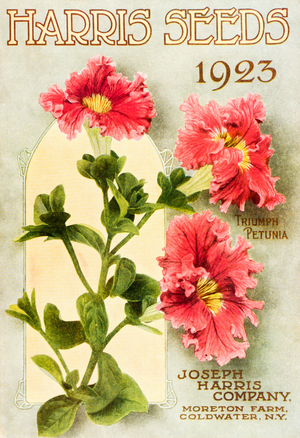 Historic Harris Seeds catalog with illustration of Triumph Petunia flower, 1923