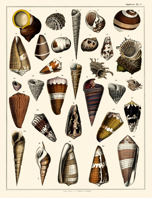 Exotic Gastropod Shells (print)