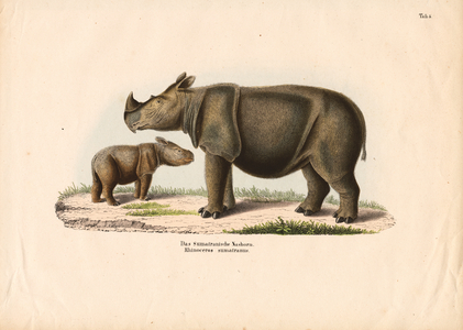 Sumatran Rhinoceros with Calf, 1848 (lithography)