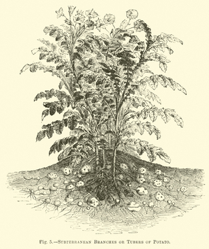 Subterranean Branches or Tubers of Potato (engraving)