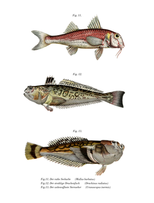Red Mullet (colour litho)