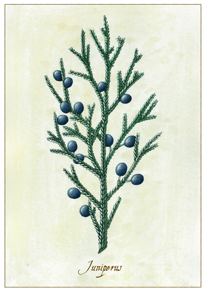 Juniperus, 2015 (gouache)