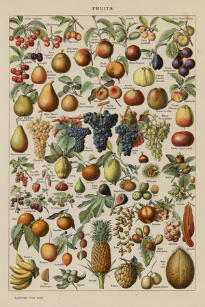 Fruits (colour litho)