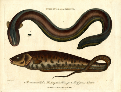 Gymnotus and Gyrinus – Electric Eel and Whirligig Beetle, 1810 (print)