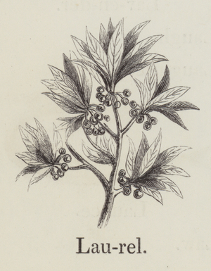 Laurel (engraving)