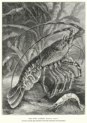 The Spiny Lobster (Palinurus Vulgaris) (engraving)