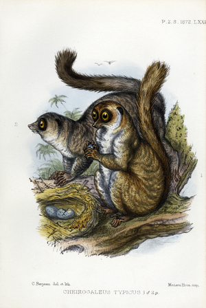 Fat-tailed Dwarf Lemur Pair with Nest (print)