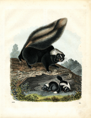 Skunk with young on tree trunk (hand-coloured engraving)