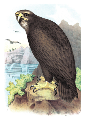 Gray, or Sea Eagle, 1880 (print)