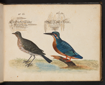 "An exact natural description and Delineation of the Water-Fowls, Fishes, Fourfooted Beasts, Insect, and Worms, which are found in the waters at Strassburg [Strasbourg], which I myself shot and handled. Leonard Baldner, Fisher and Citizen in Strassburg", c.1653 (manuscript)