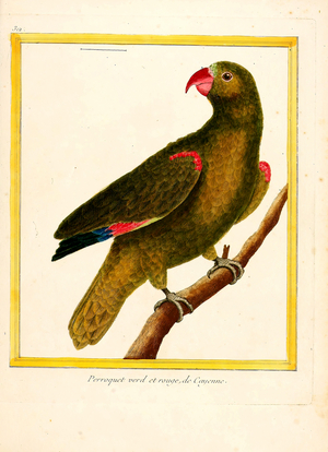 Green and Red Parrot from Cayenne (print)