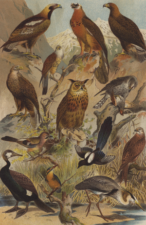 Predatory birds (chromolitho)