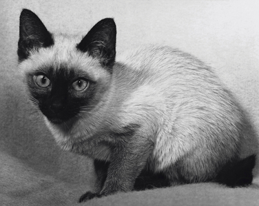Siamese kitten crouching and looking at the camera