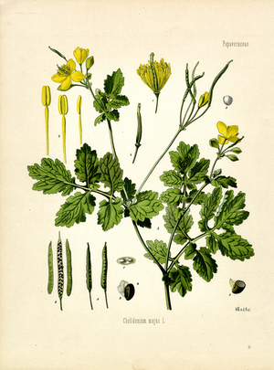 Celandine (colour litho)
