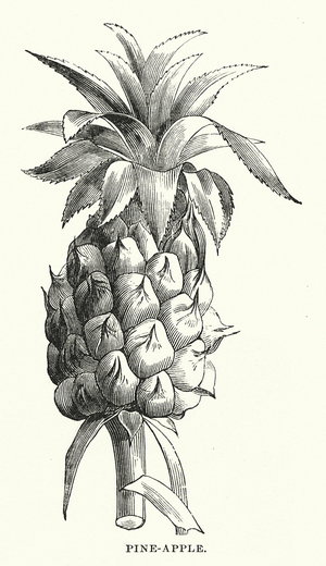 Central America: Pine-apple (engraving)