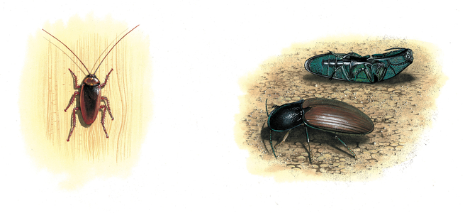 Cockroach
