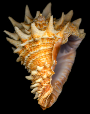 Helmet Vase shell (photo)