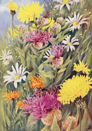 The tall yellow Hypochaeris uniflora, Centaurea uniflora, the Golden Hawkweed (Crepis aurea) drawn from life in the July fields (colour litho)