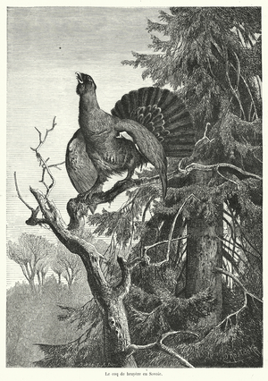 Le coq de bruyere en Savoie (engraving)