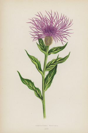 Centaurea Phrygia (colour litho)