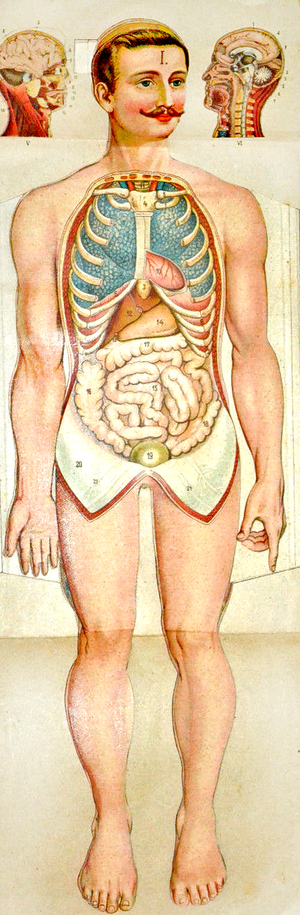 Human Anatomy fold-out educational model, c. 1895 (litho)